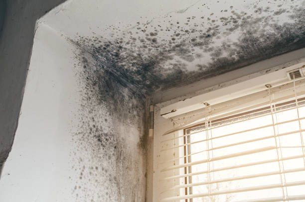 Affordable Mold Remediation solutions in Pope Army Airfield, NC
